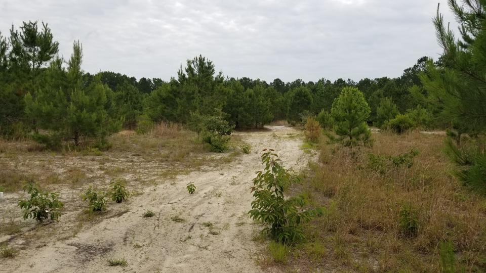 Developers are planning to add apartments buildings and houses behind the  Villages at Turtle Creek in Pender County.