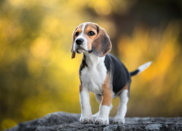 There's a Really Cute Reason Why Dogs Follow You to The Bathroom