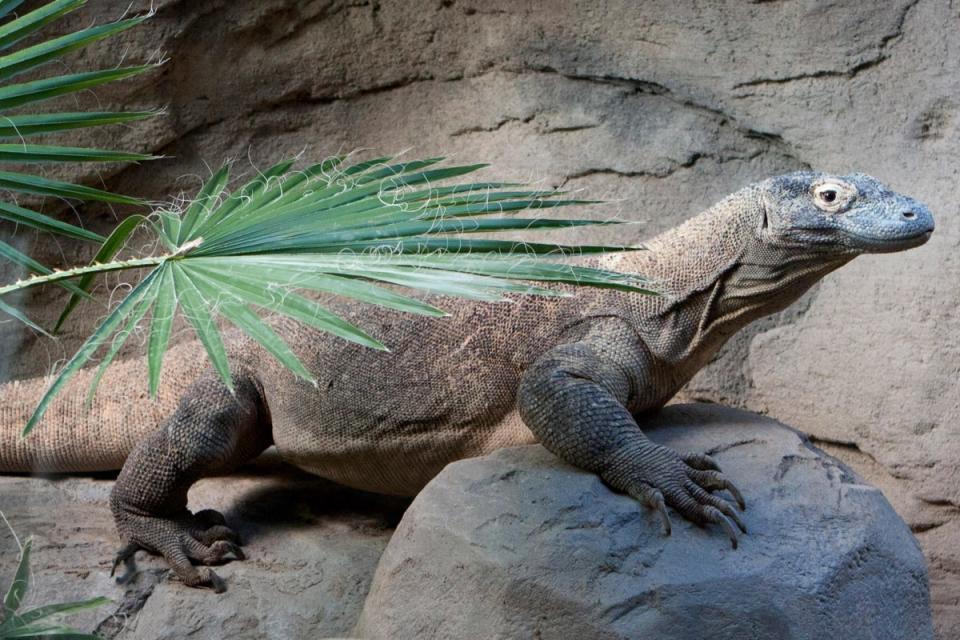 Anika, a 6-year-old Komodo dragon, is recovering after emergency surgery for an often-fatal condition in which eggs are retained in the abdomen. Veterinarians at the Denver Zoo started aggressive treatment after noticing