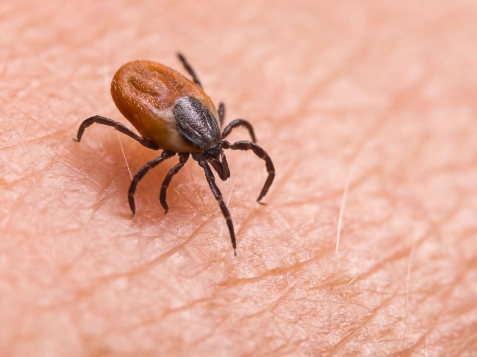 Watch out: ticks about (Getty)