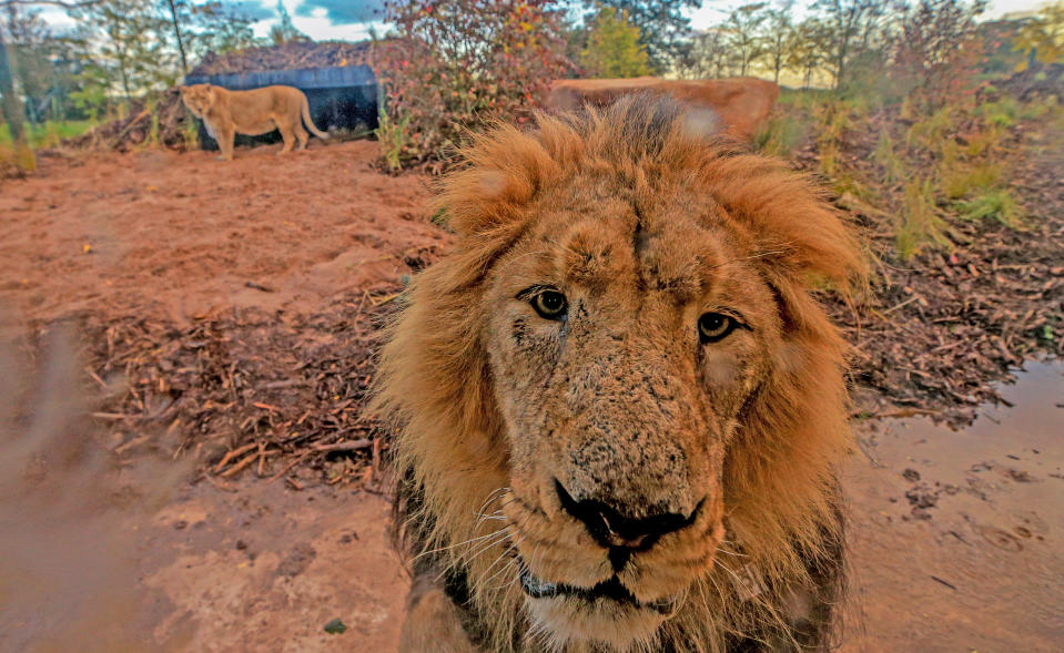 Lblis the male Asiatic Lion walks around the new lion habitat at Chester Zoo, Cheshire. (Photo by Peter Byrne/PA Images via Getty Images)