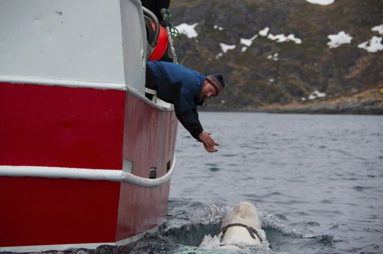 En esta foto tomada en abril de 2019 una beluga encontrada en el Ártico de Noruega nada junto a un barco.