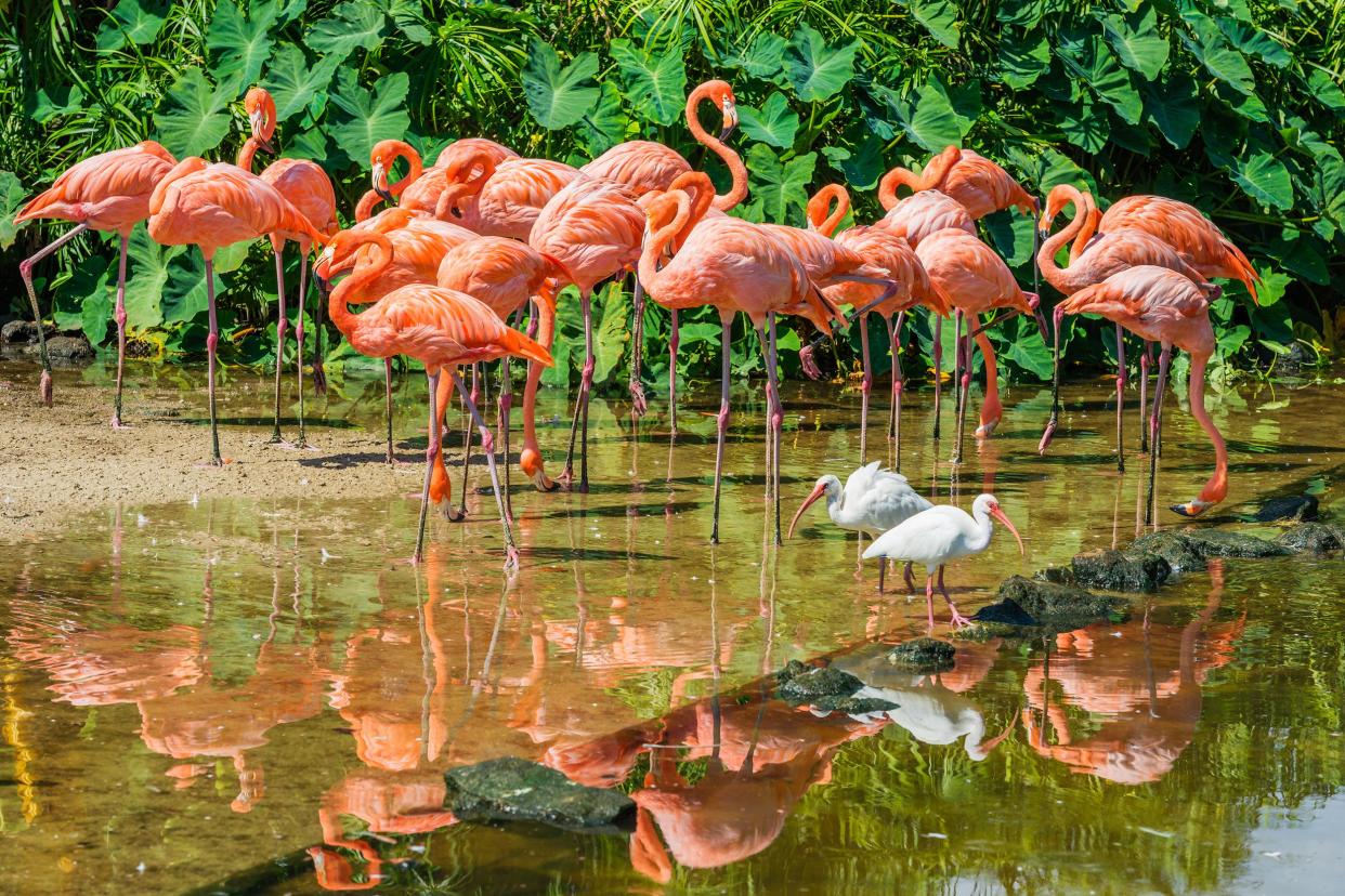 White Ibis and Flamingos, South Florida