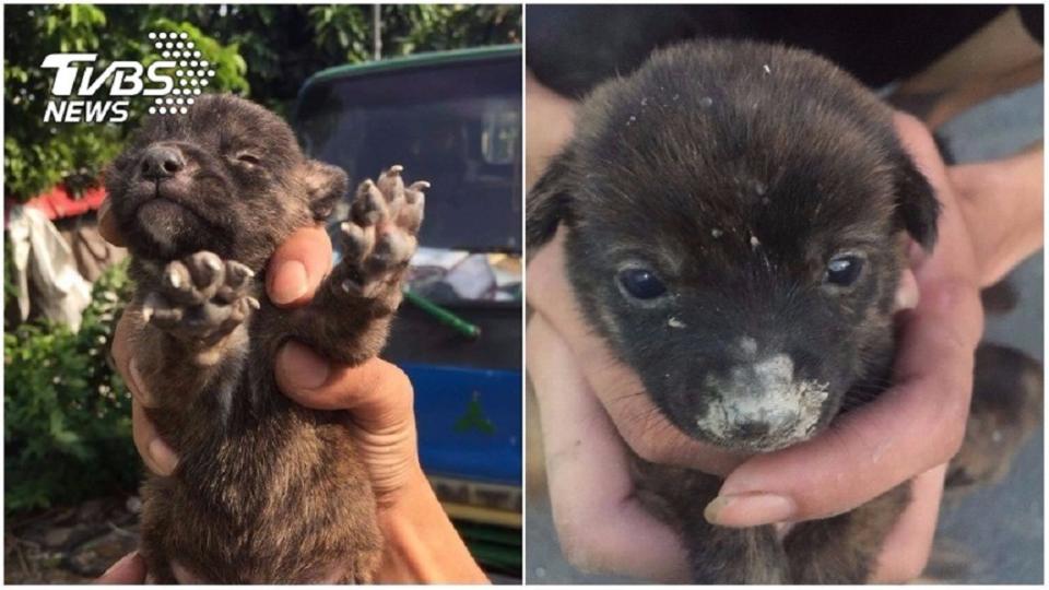 花蓮一名狠心飼主只因為飼養的虎斑幼犬喝了他的奶茶，竟把牠抓起重摔導致殘廢。(示意圖，非當事狗狗／TVBS)