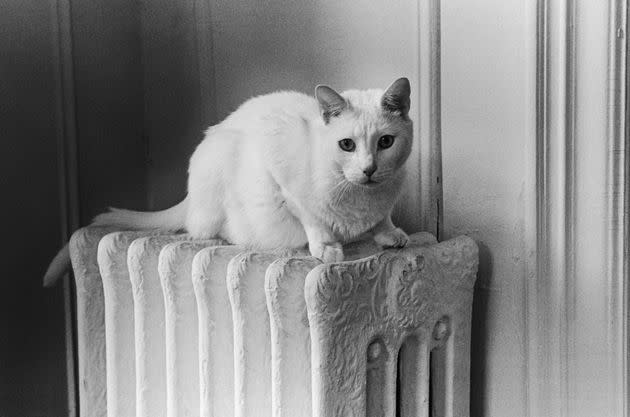 In an undated archive photo, a white cat sits atop a radiator somewhere in New York City. (Photo: Karen Tweedy-Holmes via Getty Images)