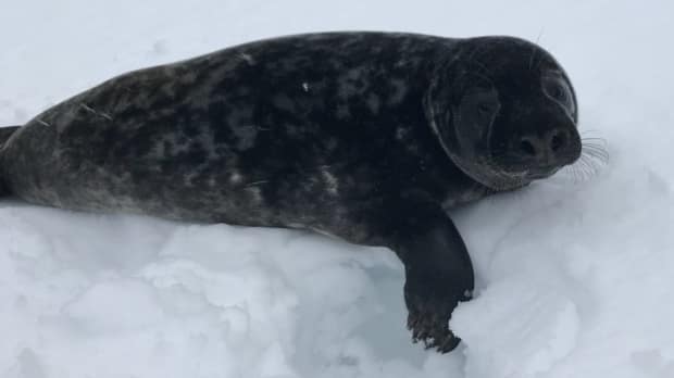 RCMP say the seal was safely captured and released. (Queens District RCMP - image credit)