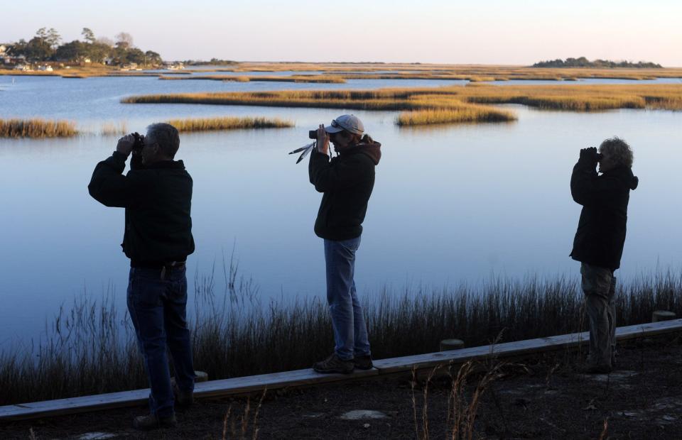 Scanning the tidal marshes near Porters Neck, volunteers help with Audubon's annual Christmas Bird Count back in 2011.