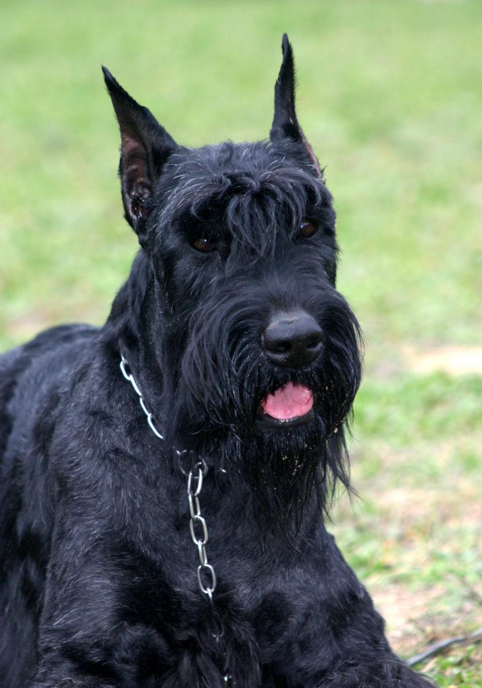 Giant Schnauzer