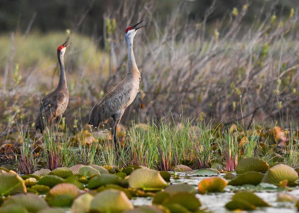 A pair of sandhill cranes give out bugling calls while they forage for food in a shallow marsh at Hawk’s Bluff Trail in Savannas Preserve State Park on Friday, April 2, 2021, in Jensen Beach.
