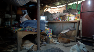 一名印度婦女在過去35年間堅定不移的為流浪狗提供住所、食物和醫療資源，救濟超過400隻流浪狗。（圖／ANN提供）
