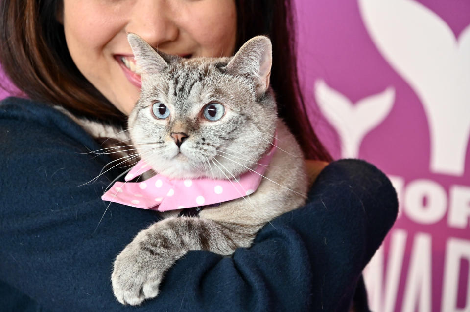 Nala, la gatita más famosa en Instagram