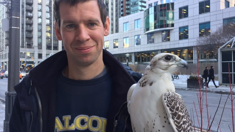 Meet Juliet, the falcon making Pearson Airport a little safer