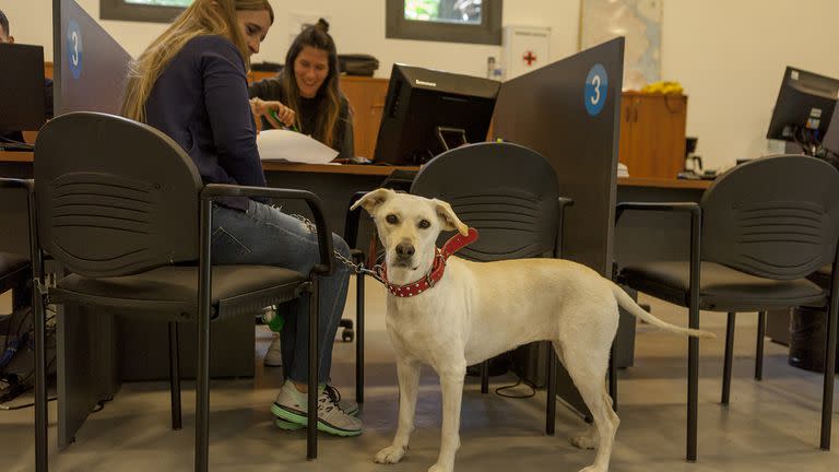 Trámites en la oficina del Senasa