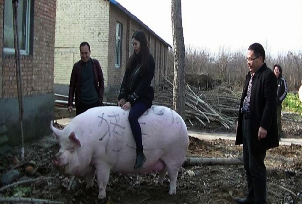 Un visitante monta un cerdo de 750 kilogramos en una granja en la ciudad de Zhengzhou, provincia de Henan. Fuente: Imaginechina a través de AP Images. 