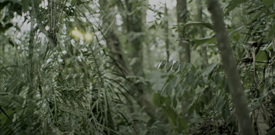 A dense jungle scene with lush foliage and tall trees, giving a sense of being deep in a tropical forest