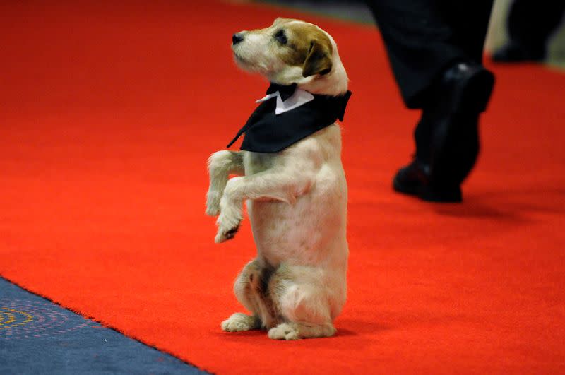 FOTO DE ARCHIVO. Uggie el perro, de la película "El artista", se presenta en la alfombra roja de la cena anual de la Asociación de corresponsales de la Casa Blanca en el Washington Hilton de Washington