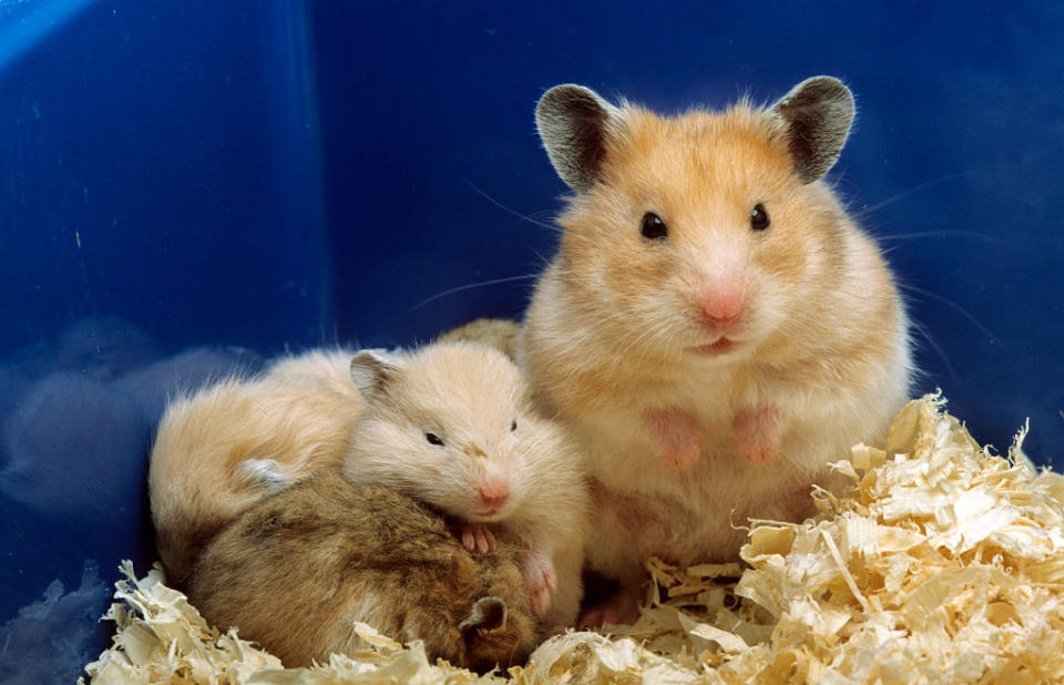 golden-hamster