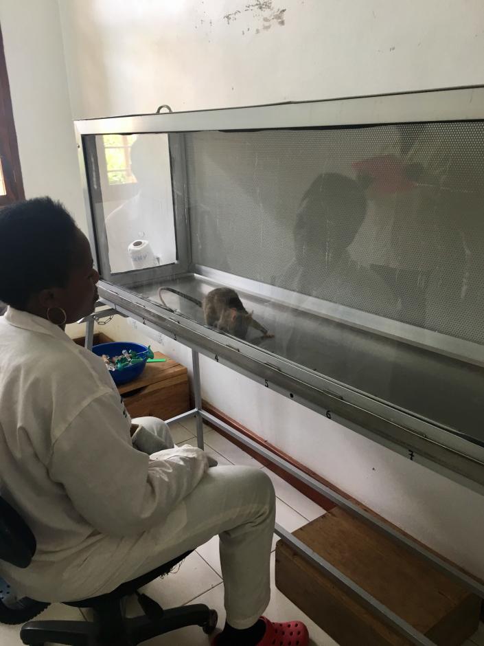 APOPO rats train at a laboratory in Morogoro, Tanzania. (Mikaela Conley/Yahoo News)