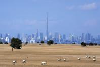 FILE - A flock of Arabian Oryx graze at a conservation area in front of the city skyline with the Burj Khalifa, the world's tallest building, in Dubai, United Arab Emirates, Jan. 8, 2023. Dubai hosts the United Nations COP28 climate talks starting Nov. 30. (AP Photo/Kamran Jebreili, File)