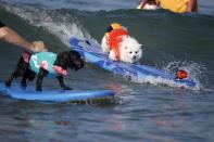 Dogs surf during the Surf City Surf Dog Contest in Huntington Beach, California September 27, 2015. REUTERS/Lucy Nicholson