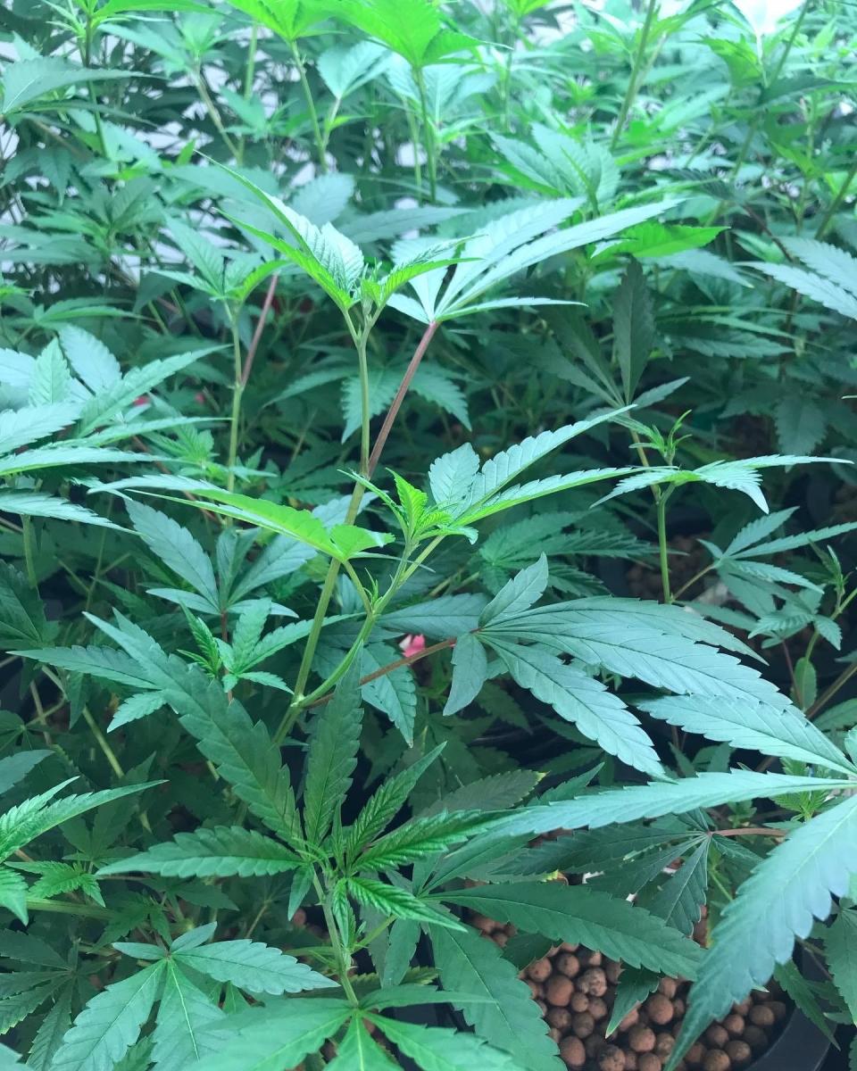 Marijuana plants are grown from seed at First State Compassion, Delaware's first licensed medical marijuana distribution center and largest cannabis growing facility. Delaware is working to establish its recreational marijuana program in 2024.