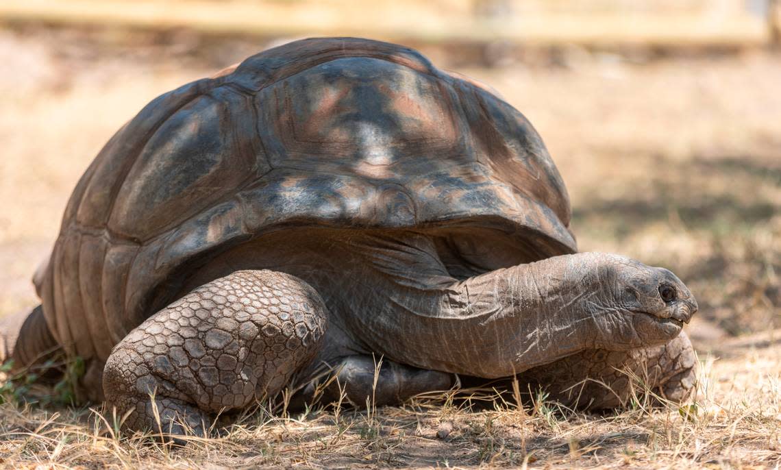 Rocket is an Aldabra giant tortoise who weights 508 pounds and is 90 years old. He’s one of the Sedgwick County Zoo’s original residents.