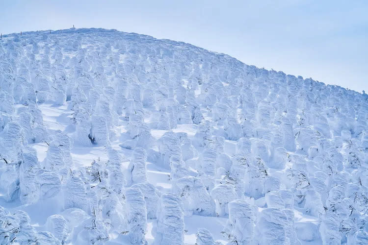 日本「藏王樹冰」為冬季限定自然美景。翻攝日本觀光局粉專