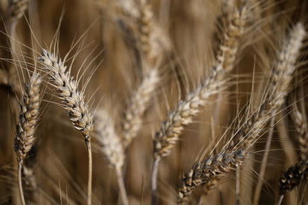 FILE PHOTO: Ears of wheat are seen in a field of unharvested wheat in Remouille, western France, July 6, 2017. REUTERS/Stephane Mahe/File Photo