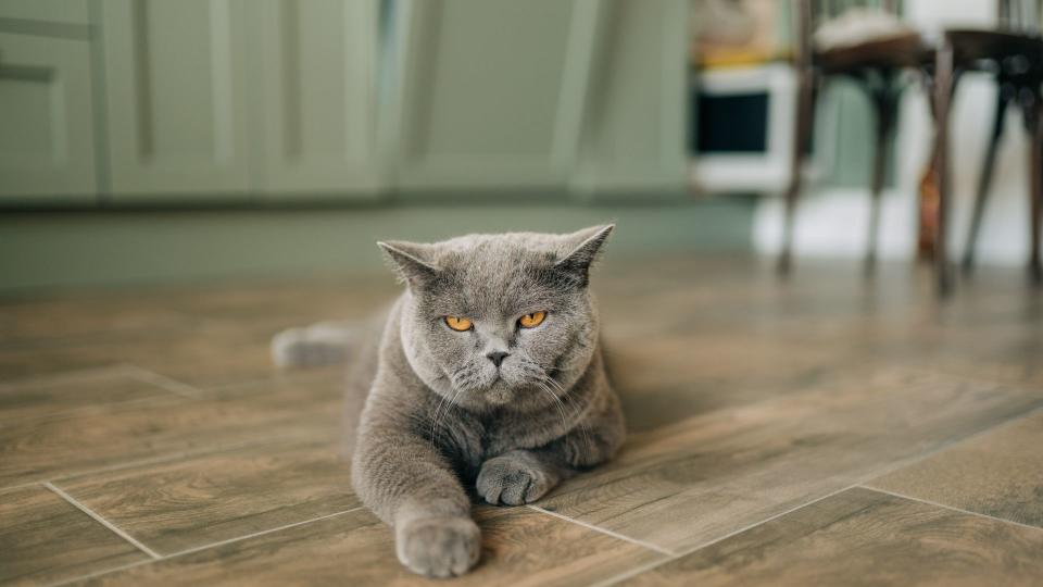 Cat lying on floor