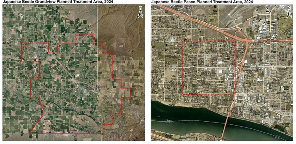 A square mile of Pasco and an area near Grandview that crosses the Yakima County line into Benton County will be sprayed for the invasive Japanese beetle this spring.