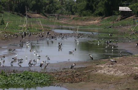 Storks are seen in a dry canal in Suphan Buri province, west of Bangkok, Thailand July 10, 2015. REUTERS/Chaiwat Subprasom