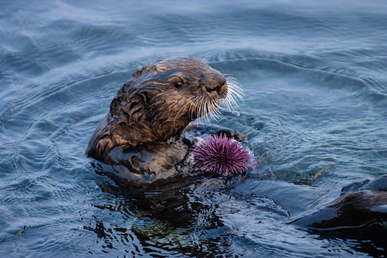 A southern sea otter with a purple sea urchin in Monterey Bay, California. (Morgan Rector)