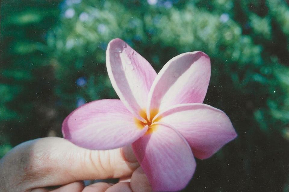 Frangipani is the common name for about 45 species of Plumeria trees and shrubs that are native to Tropical America.