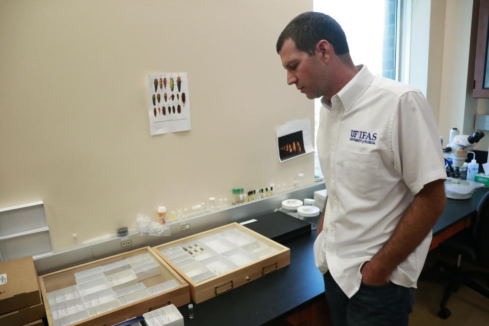 In this Wednesday, July 31, 2019, photo, Brian Bahder, assistant professor of entomology at the University of Florida, shows off cases of captured plant-hopper insects, that are thought to transmit a lethal bronzing disease to palm trees, at a lab in Davie, Fla. Florida's iconic palm trees are under attack from a fatal disease that turns them to dried crisps within months with no chance for recovery once ill. Lethal bronzing is caused by a bacteria spread by a rice-sized insect. It has gone from a small infestation on Florida's Gulf Coast to a statewide problem in a decade. (AP Photo/Wilfredo Lee)