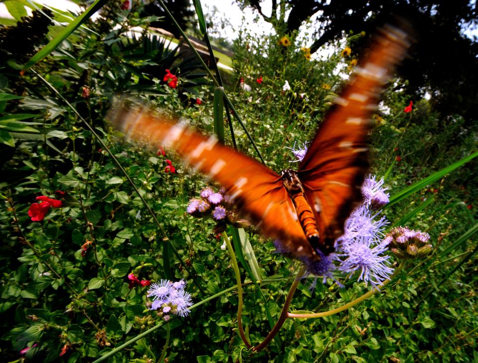 Butterflies like this male Queen (Danaus gilippus) feed on the lavender flowers of Gregg's Mist at the Abilene Zoo's Butterfly Garden in 2008. Gardens featuring Texas native plants are major component in the zoo's expansion plan, harkening back to the facility's original "zoological gardens" identity.