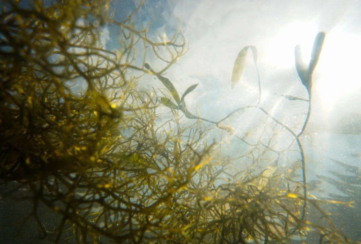 <span class="caption">Tampa Bay's sea grass meadows need sunlight to thrive. Algae blooms block that light and can be toxic to marine life.</span> <span class="attribution"><a class="link " href="https://unsplash.com/photos/btsAoomBCeM" rel="nofollow noopener" target="_blank" data-ylk="slk:Joe Whalen Caulerpa/Tampa Bay Estuary Program via Unsplash;elm:context_link;itc:0;sec:content-canvas">Joe Whalen Caulerpa/Tampa Bay Estuary Program via Unsplash</a></span>