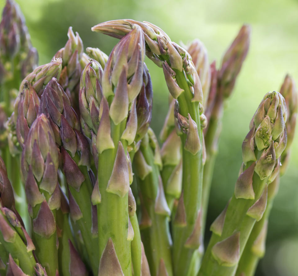 This image provided by Ball Horticultural Company shows stalks of "Jersey Knight" asparagus. (Ball Horticultural Company via AP)