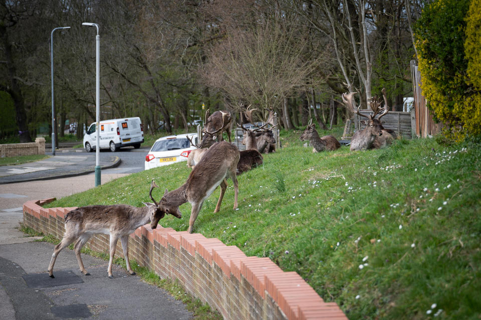 ROMFORD, ENGLAND - APRIL 02: Two Fallow deer from Dagnam Park lock horns as others rest and graze on the grass outside homes on a housing estate in Harold Hill, near Romford on April 02, 2020 in Romford, England. The semi-urban deer are a regular sight in the area around the park but as the roads have become quieter due to the nationwide lockdown, the deer have staked a claim on new territories in the vicinity. The Coronavirus (COVID-19) pandemic has spread to many countries across the world, claiming over 40,000 lives and infecting hundreds of thousands more. (Photo by Leon Neal/Getty Images)