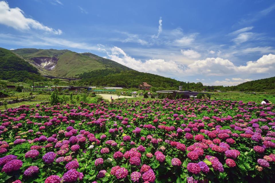 陽明山繡球花（圖片來源：Getty Creative）