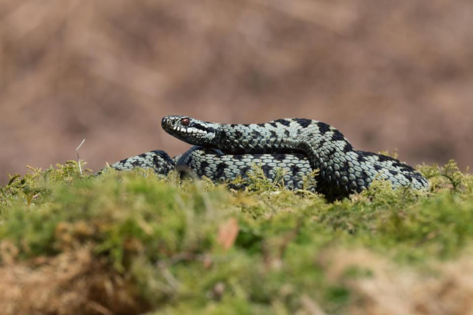 The Argus: An adder is the only venomous snake native to the UK.