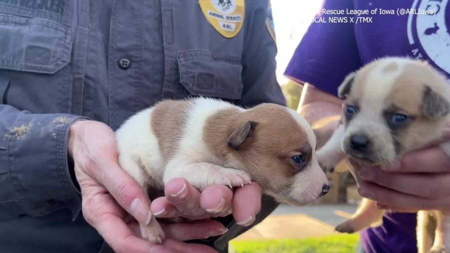 Animal Rescue League of Iowa (@ARLIowa) / LOCAL NEWS X /TMX