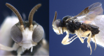 <b>Dive-bombing wasps </b> <br><br> This new species of parasitic wasp cruises at just one centimeter above the ground when in search of its target. When its host is located - an ant - this teensy wasp attacks from the air like a tiny dive bomber and deposits an egg in the unsuspecting ant in less than 0.05 seconds. Photo credit: C. van Achterberg