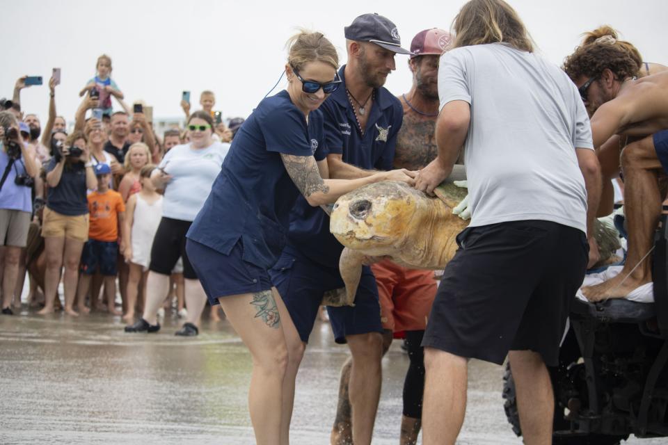 In this photo provided by the Brevard Zoo, Bubba, a 375-plus-pound loggerhead sea turtle, is released back into the Atlantic Ocean at Lori Wilson Park in Cocoa Beach, Fla., Wednesday, July 10, 2024. (Brevard Zoo via AP)