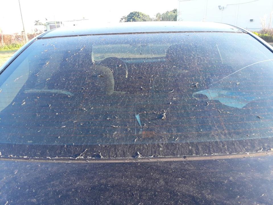 Sugarcane ash covers the hood and windshield of a car in one of the rural towns between Lake Okeechobee and South Florida’s sprawling sugar fields.