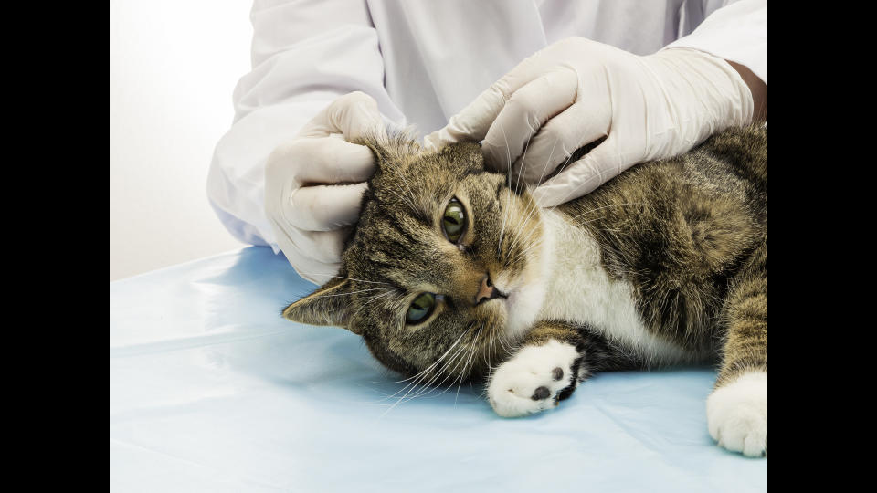 Vet looking inside cat's ear