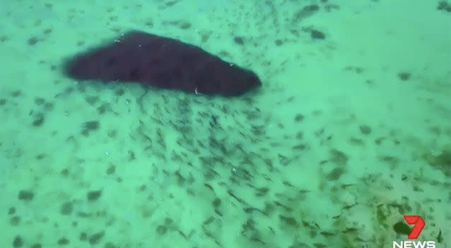 A bait ball - where sharks stream through a packed gathering of small fish. Source: 7 News/Terra Australis