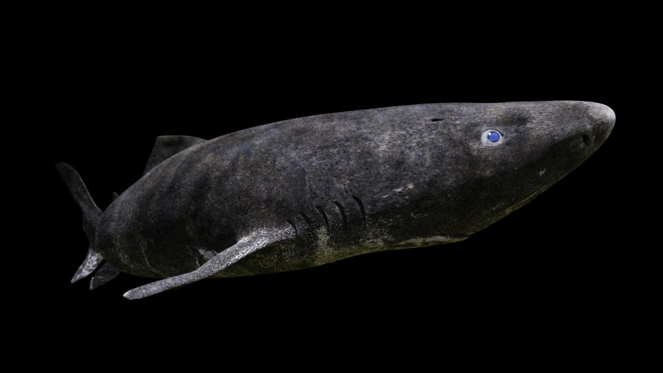 GREENLAND SHARK: 272+ YEARS OLD