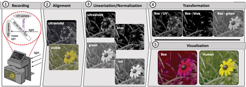 Vasas V, Lowell MC, Villa J, Jamison QD, Siegle AG, Katta PKR, et al. (2024) Recording animal-view videos of the natural world using a novel camera system and software package. PLoS Biol 22(1): e3002444. https://doi.org/10.1371/journal.pbio.3002444 | (CC by 4.0)