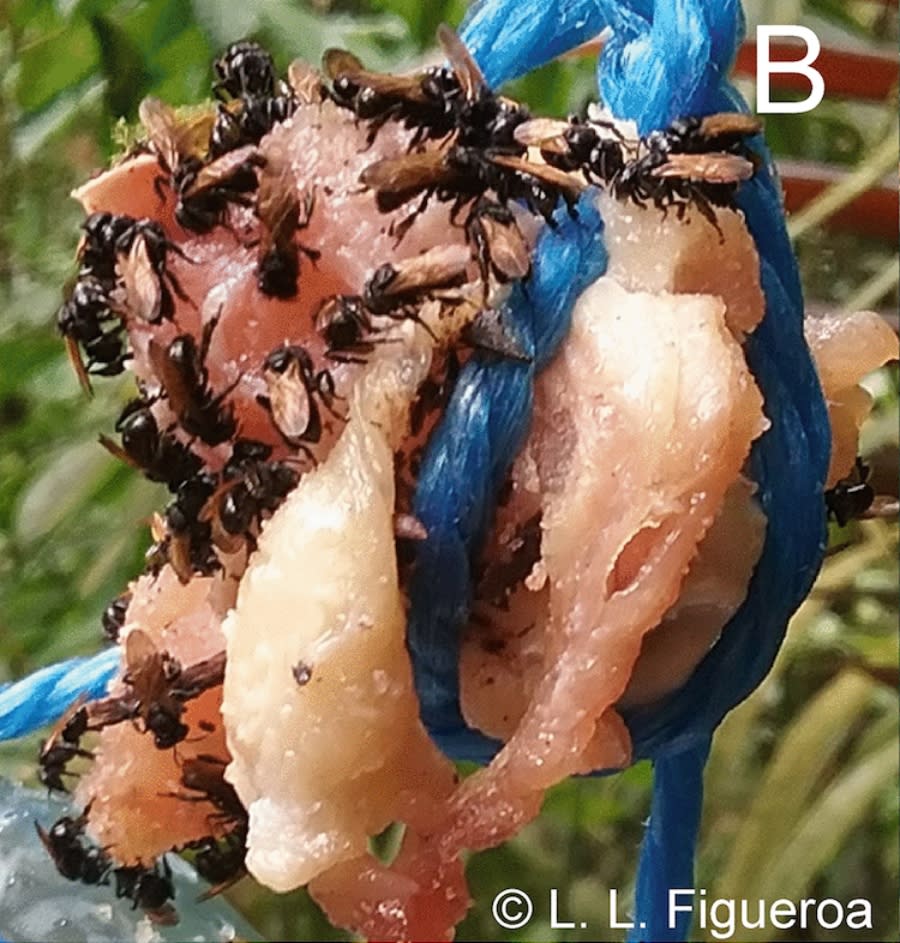 A group of "vulture bees" snacking on a "flower" made of raw chicken meat.