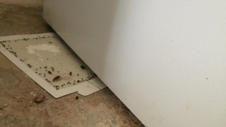 Reports of cockroaches, rats in apartment block spur borough action in Parc-Ex